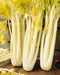 Fresh pale celery stalks with vibrant yellow-green leaves on a wooden board. Cut celery sticks in a bowl.