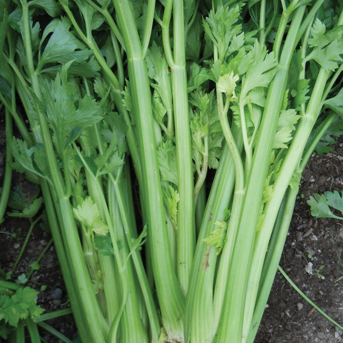 Freshly harvested vibrant green celery stalks and leaves. Healthy vegetable.