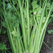 Freshly harvested vibrant green celery stalks and leaves. Healthy vegetable.