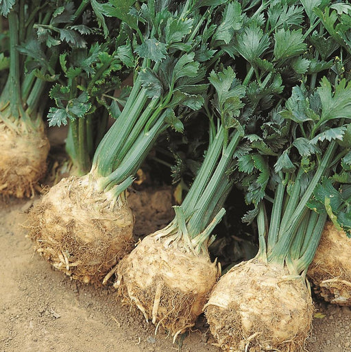 Harvested celeriac (celery root) plants with green tops and large, earthy, edible roots in a field.