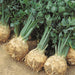 Harvested celeriac (celery root) plants with green tops and large, earthy, edible roots in a field.
