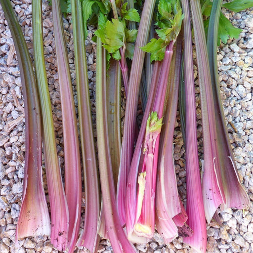 Vibrant pink and green celery stalks, freshly harvested, lying on gravel. Organic garden produce.
