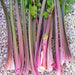 Vibrant pink and green celery stalks, freshly harvested, lying on gravel. Organic garden produce.