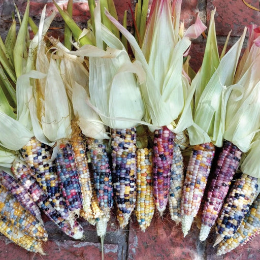 Vibrant multicolored glass gem corn ears with husks, freshly harvested on a brick surface. Heirloom flint corn.