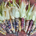 Vibrant multicolored glass gem corn ears with husks, freshly harvested on a brick surface. Heirloom flint corn.