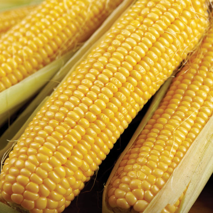 Fresh yellow corn on the cob with bright kernels and partially peeled green husks. Delicious sweet corn produce.