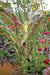 Variegated ornamental corn with green, cream, and red striped leaves. Garden scene with pink zinnias and orange flowers.
