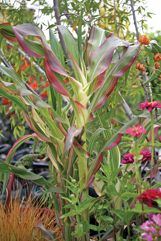 Variegated ornamental corn with green, cream, and red striped leaves. Garden scene with pink zinnias and orange flowers.