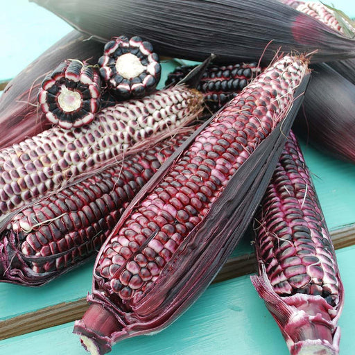 Fresh vibrant purple and red corn ears on a blue wooden table. Includes shucked ears, colorful kernels, and cross-sections.