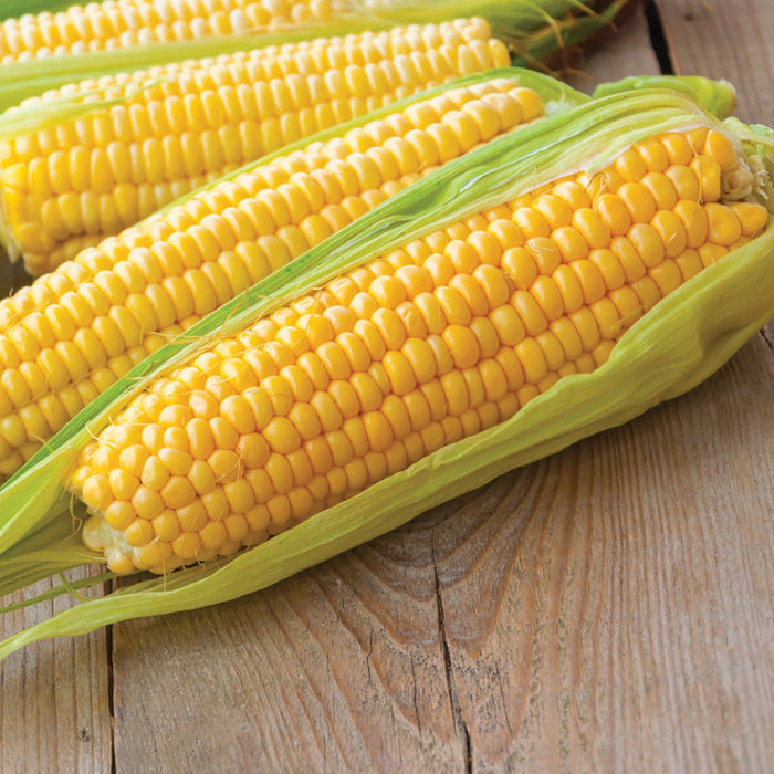 Fresh golden sweet corn on the cob, partially husked with green husks, on a rustic wooden table.