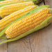 Fresh golden sweet corn on the cob, partially husked with green husks, on a rustic wooden table.