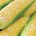 Fresh bi-color sweet corn on the cob with yellow and white kernels and green husks.