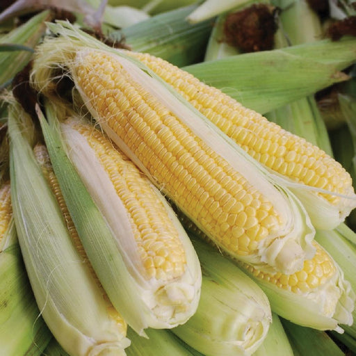 Fresh yellow sweet corn on the cob with green husks, piled together. Ripe farm produce, ready for harvest.