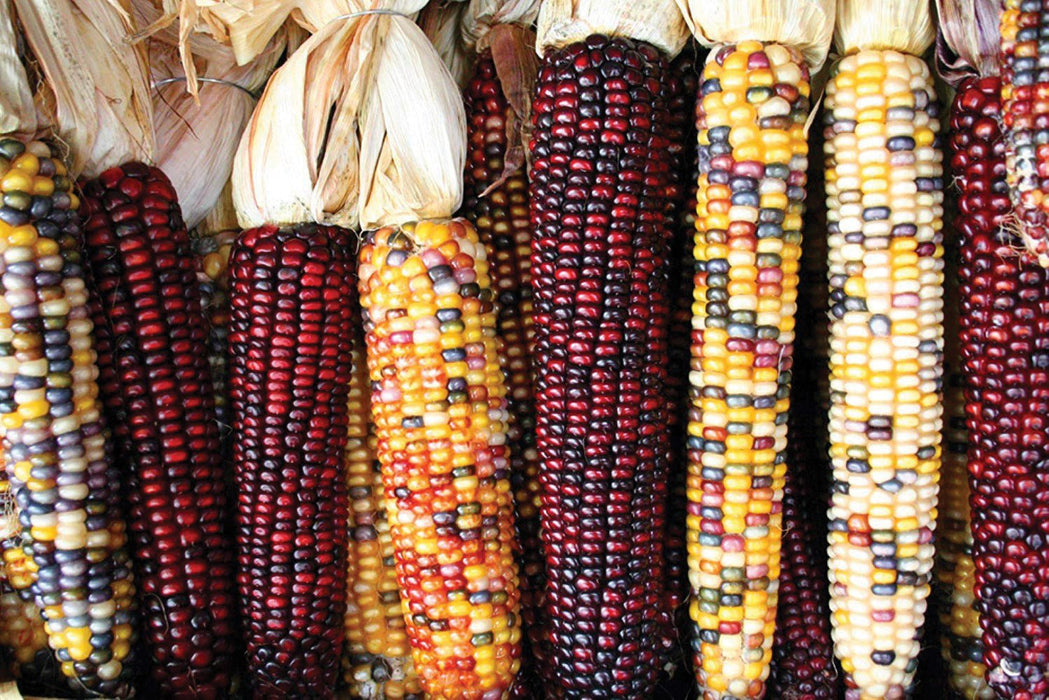 Vibrant multi-colored flint corn, including deep red and calico ears, with dried husks. Autumn harvest display.