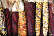Vibrant multi-colored flint corn, including deep red and calico ears, with dried husks. Autumn harvest display.