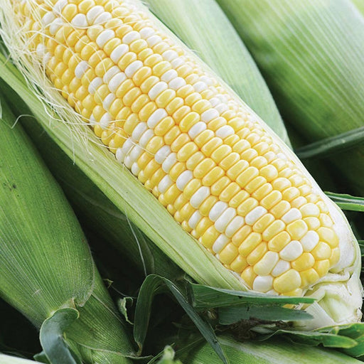 Fresh bicolor sweet corn ear with yellow and white kernels and green husks.