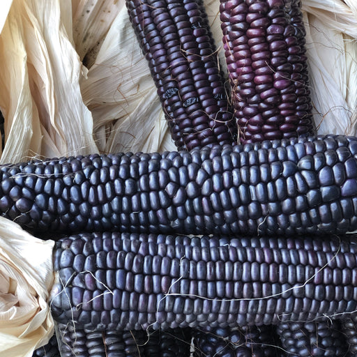 Fresh purple and blue corn cobs with light husks and silks. Heirloom corn harvest close-up.