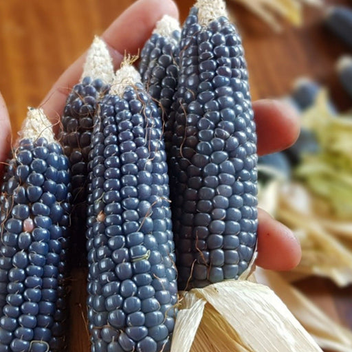 Hand holding small, deep blue corn cobs. Close-up of vibrant purple heirloom maize with light husks.