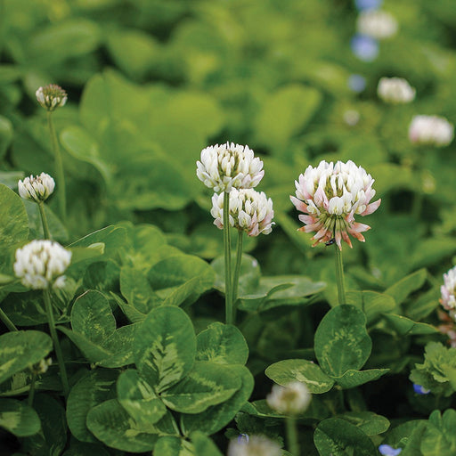 White clover blossoms and lush green leaves. Ideal for lawns, pastures, natural ground cover, and supporting pollinators.