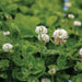 White clover blossoms and lush green leaves. Ideal for lawns, pastures, natural ground cover, and supporting pollinators.