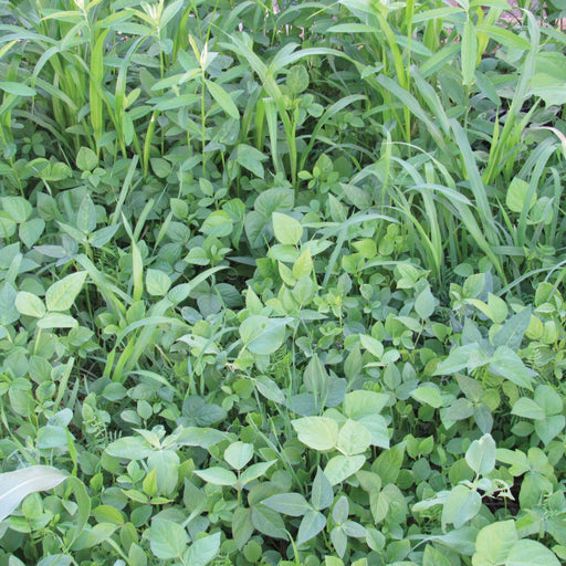 Lush green mixed crop field featuring broadleaf plants and tall grasses. Healthy farm ecosystem.