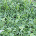 Lush green mixed crop field featuring broadleaf plants and tall grasses. Healthy farm ecosystem.