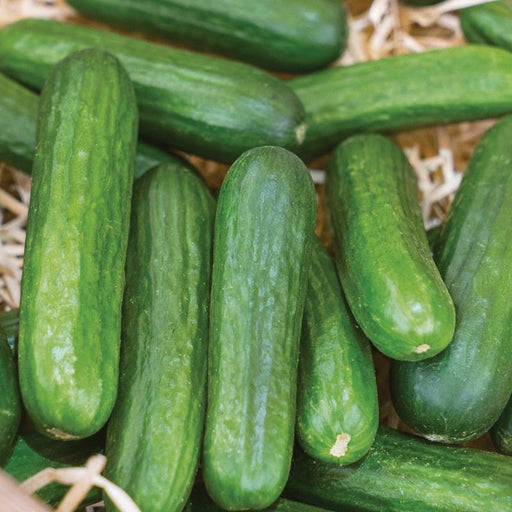 Fresh, vibrant green mini cucumbers on natural straw. Perfect for healthy snacks, salads, or pickling.