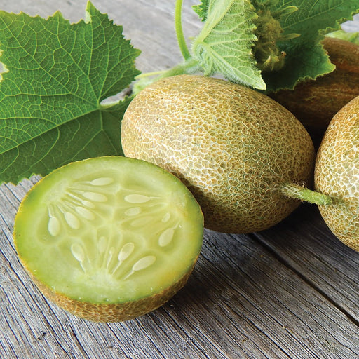 Fresh garden cucumbers, textured and round, one sliced showing seeds, on rustic wood with leaves.