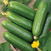 Fresh green cucumbers with yellow flowers, dill, and leaves. Healthy garden harvest of crisp vegetables.