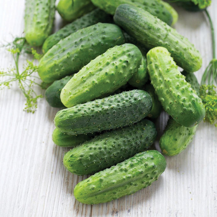 Freshly harvested bumpy green pickling cucumbers and dill sprigs on a rustic white wood background.