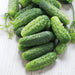 Freshly harvested bumpy green pickling cucumbers and dill sprigs on a rustic white wood background.