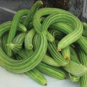Pile of fresh green striped Armenian cucumbers, long and curved. Healthy organic produce, farmers market vegetables.