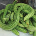 Pile of fresh green striped Armenian cucumbers, long and curved. Healthy organic produce, farmers market vegetables.