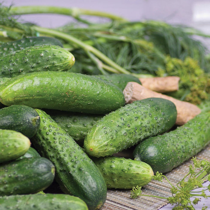 Fresh green pickling cucumbers, dill, and horseradish root on a rustic mat.
