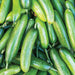 Fresh green cucumbers, a vibrant pile of healthy garden vegetables.