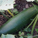 Vibrant green cucumber with white prickles growing on a vine in dark garden soil. Organic vegetable harvest.