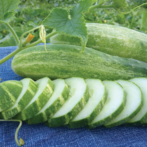 Fresh whole & sliced garden cucumbers with vine, green leaves, yellow flower on blue denim.