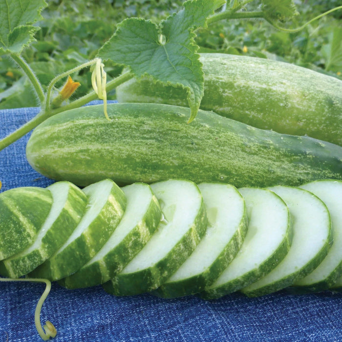 Fresh whole & sliced garden cucumbers with vine, green leaves, yellow flower on blue denim.