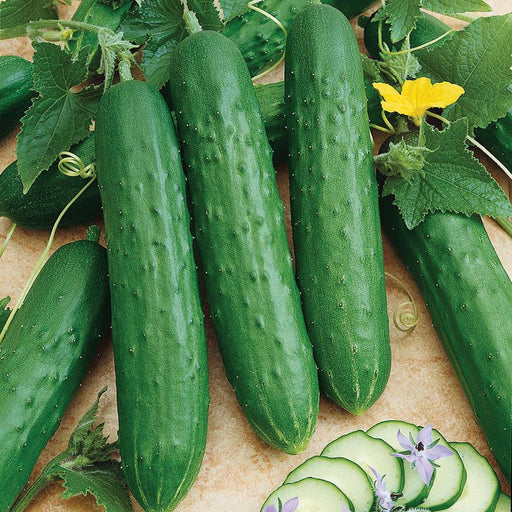 Fresh green cucumbers, whole and sliced, with vibrant leaves, yellow flower, and tendrils. Delicious garden harvest.