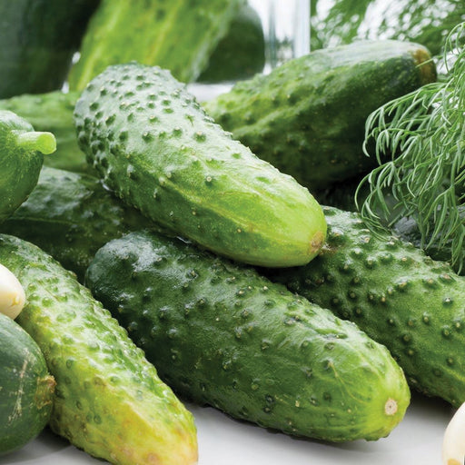 Bumpy green pickling cucumbers, fresh garden vegetables, with dill and garlic cloves.