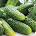 Bumpy green pickling cucumbers, fresh garden vegetables, with dill and garlic cloves.
