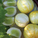 Fresh whole and sliced lemon cucumbers, pale yellow and white, revealing green seeded interiors and leaves.