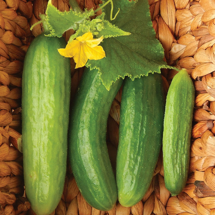 Fresh green garden cucumbers of varying sizes with a yellow flower and leaf in a rustic woven basket.