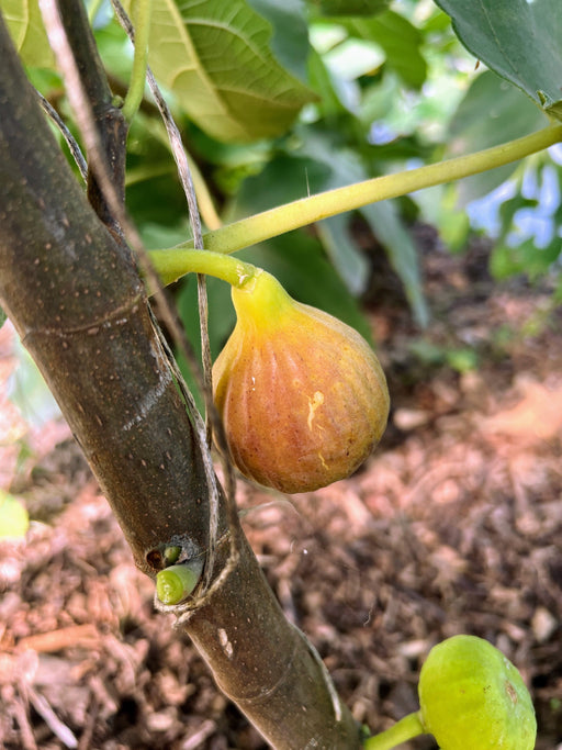 Ripening fig fruit on a fig tree branch, showing yellow-green skin with a reddish-brown blush. Fresh garden produce.