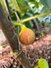 Ripening fig fruit on a fig tree branch, showing yellow-green skin with a reddish-brown blush. Fresh garden produce.