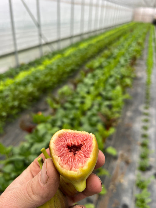 Hand holding a ripe, halved fig with vibrant red flesh. Fresh green plants grow in a bright greenhouse.