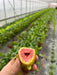 Hand holding a ripe, halved fig with vibrant red flesh. Fresh green plants grow in a bright greenhouse.