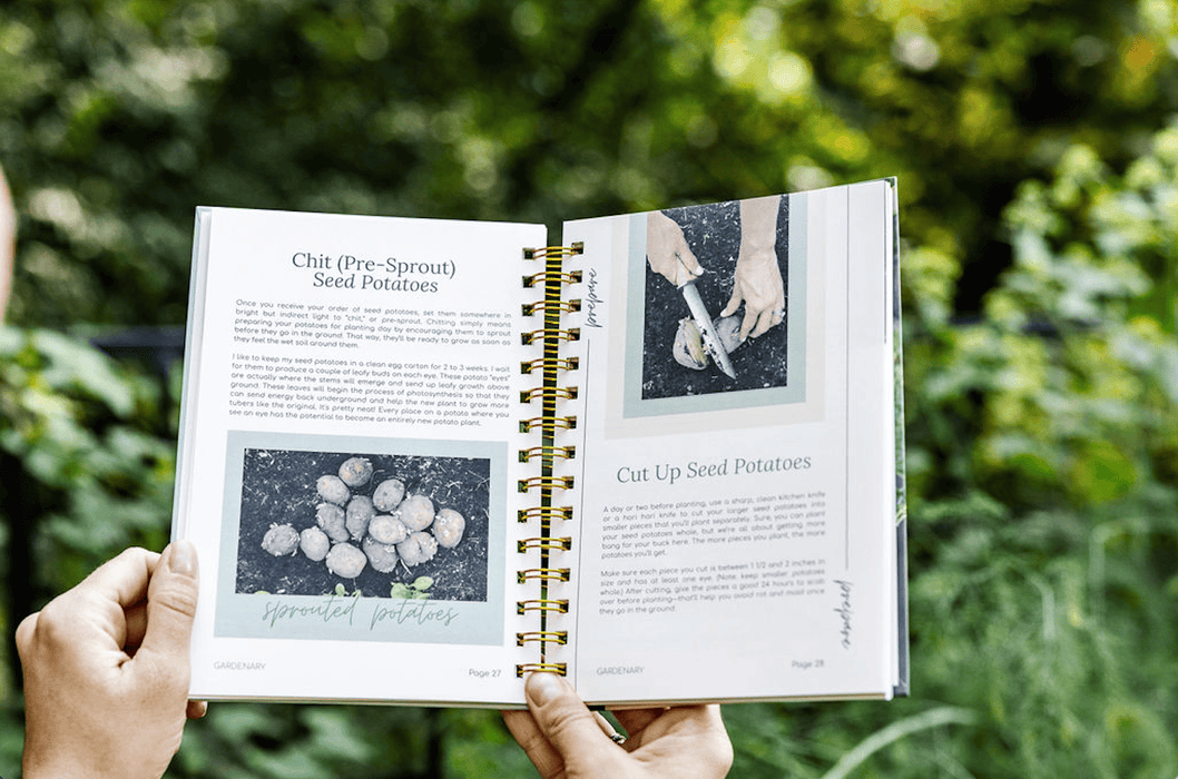 Gardening book open to pages on chitting and cutting seed potatoes for planting. Shows sprouted potatoes & cutting technique.