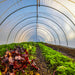 Arched greenhouse interior with rows of fresh green leafy crops, red beets, and a dirt path. Sustainable farm.
