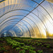 Organic lettuce and various greens flourishing in a modern polytunnel greenhouse bathed in warm sunlight.
